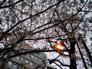 秋葉原の桜